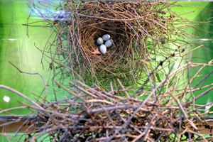 Bird nest displayed at Bird Watching Festival